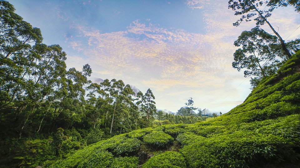 munnar